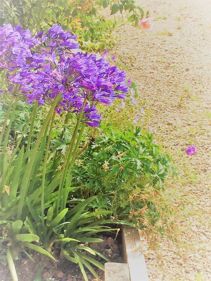 Oak Cottage Taunton Bagian luar foto